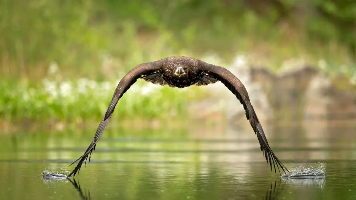 عکس روز نشنال جئوگرافیک، عقاب در ارتفاع پست