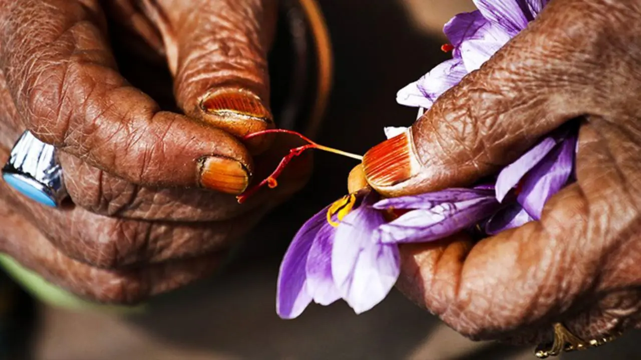 دولت نوسازی و اصلاح بازار زعفران را هدفگذاری کرده است