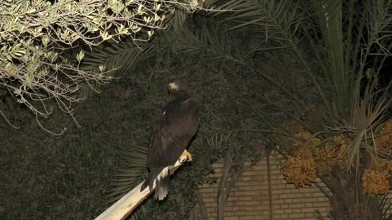یک بهله عقاب طلایی در شهر گناوه کشف شد