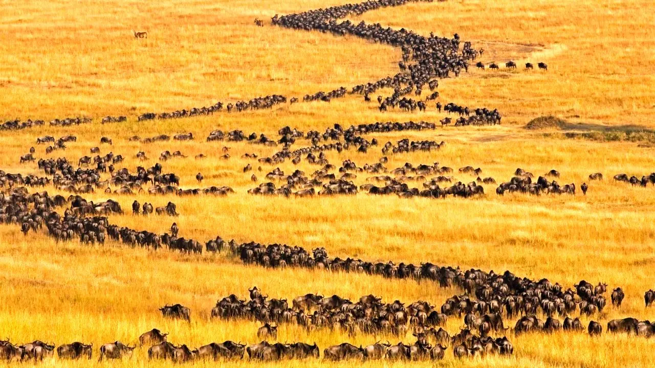 عکس روز بینگ، مهاجرت گاوهای آفریقایی