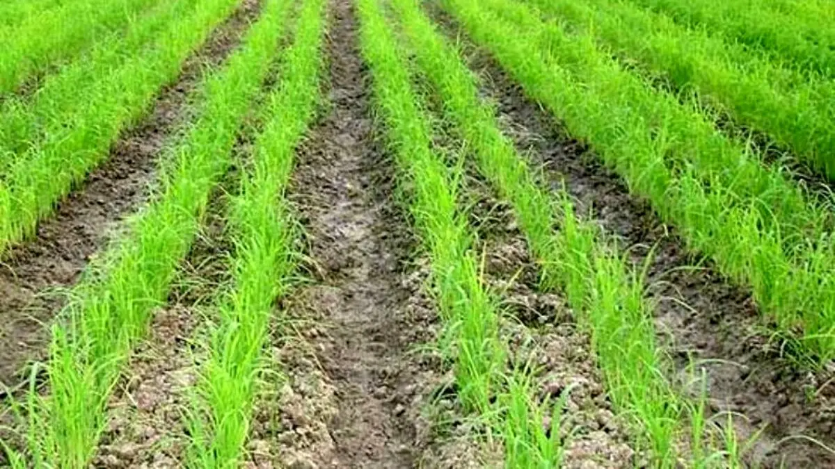 خشکه کاری برنج راهکاری مناسب برای مقابله با کم آبی/ کاهش محسوس آب و هزینه‌ها در هر هکتار