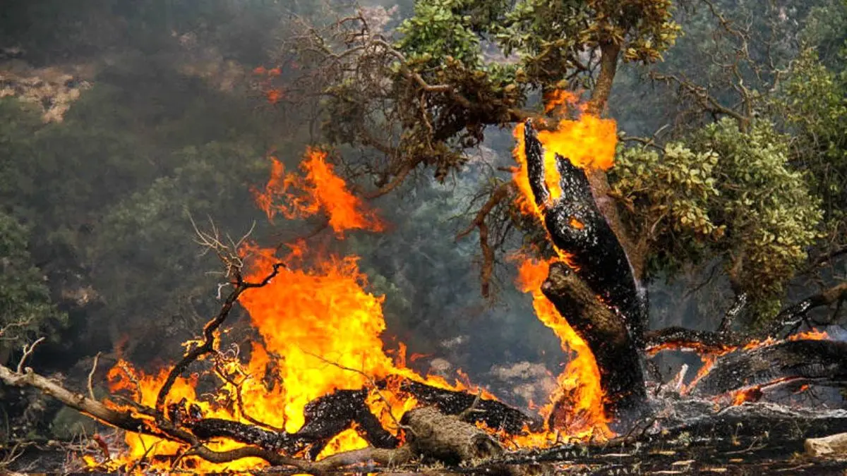 آتش‌سوزی و تخریب حدود 520 هکتار از اراضی جنگلی کشور