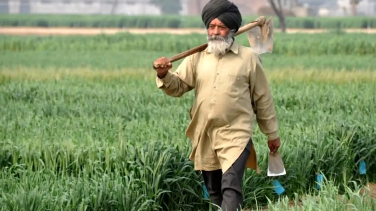 رکورد زنی هند در تولید محصولات کشاورزی