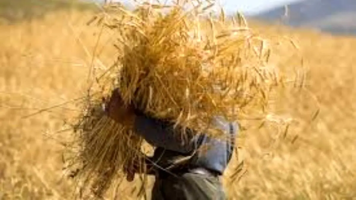 50 درصد از مطالبات گندمکاران چهارمحال و بختیاری پرداخت شد