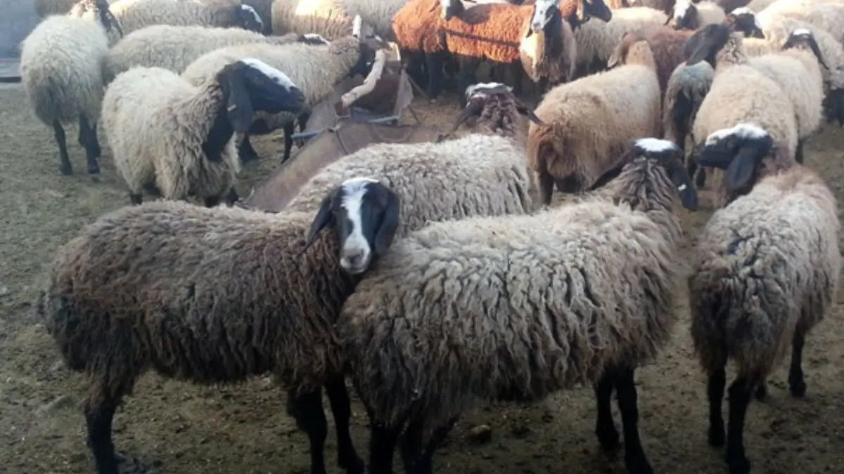 خطر انقراض در کمین گونه‌های مختلف گاو، گوسفند و بز