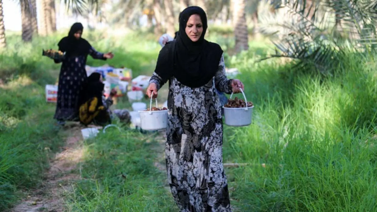 آغاز خرید تضمینی محصول خرمای شادگان