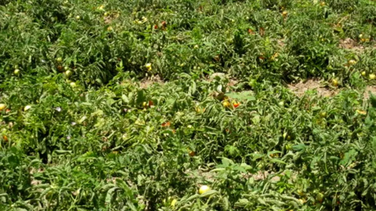 کم‌آبی عامل کاهش تولید گوجه