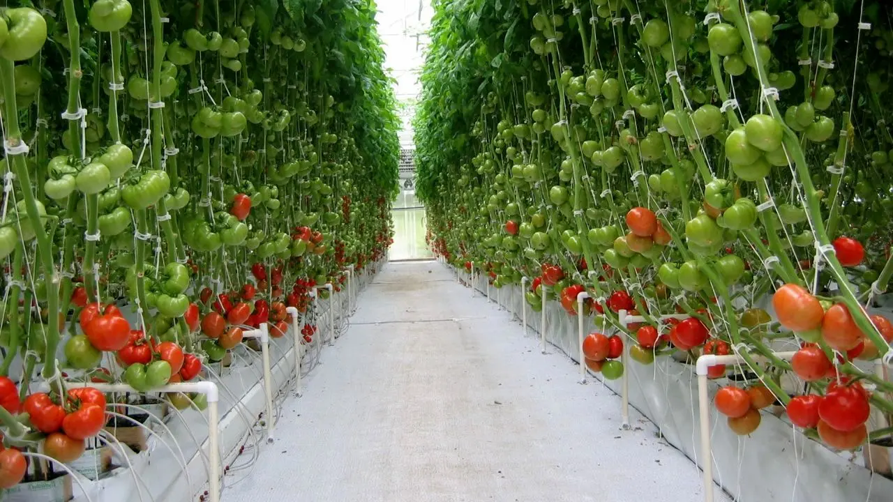 صادرات گوجه فرنگی گلخانه ممنوع نیست