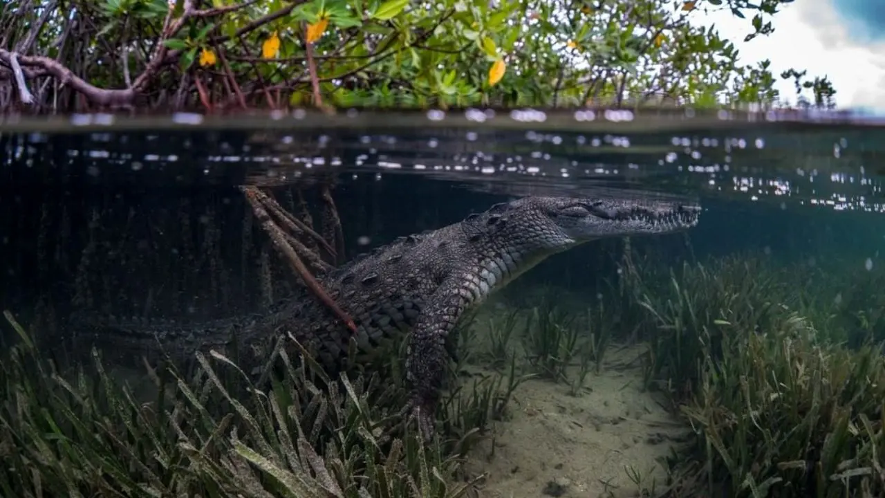 عکس روز نشنال جئوگرافیک، تمساح زیر آب