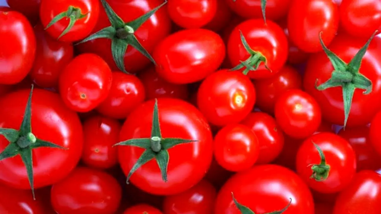 صادرات گوجه‌فرنگی گلخانه‌ای با دریافت تائیدیه جهاد کشاورزی مقدور است