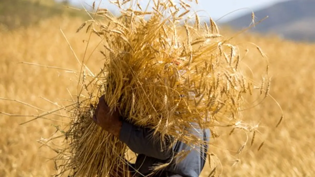 حدود 85 درصد از مطالبات گندم کاران پرداخت شد/ خرید بیش از 9 میلیون تن گندم در سال جاری