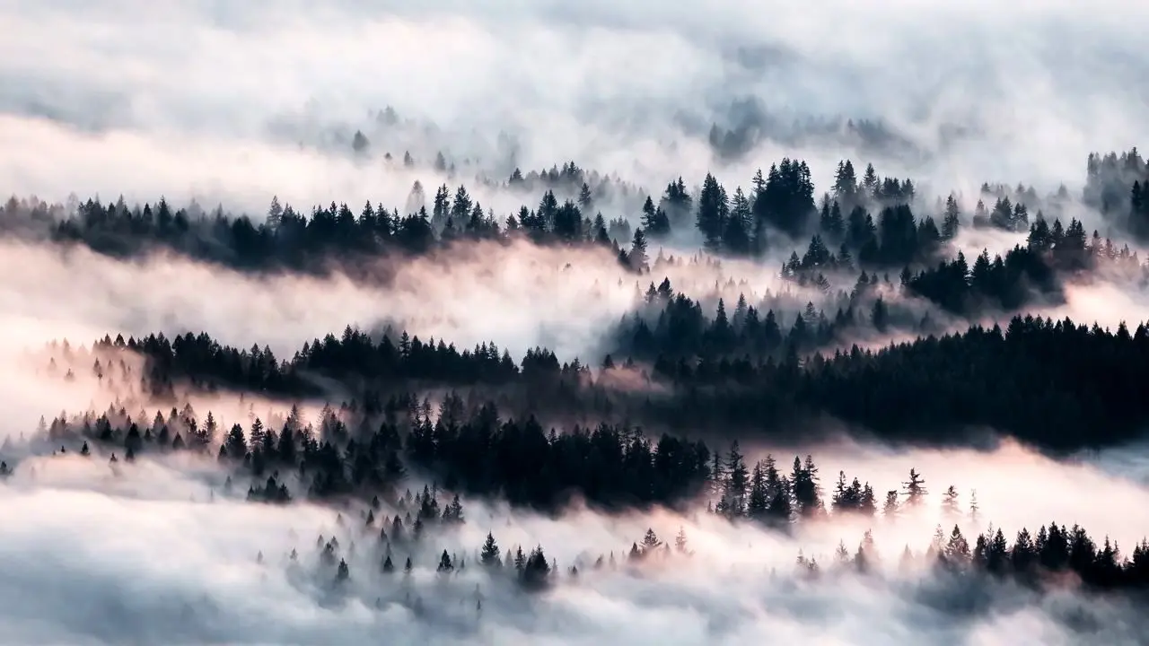 عکس روز بینگ، جنگل‌ مه‌آلود