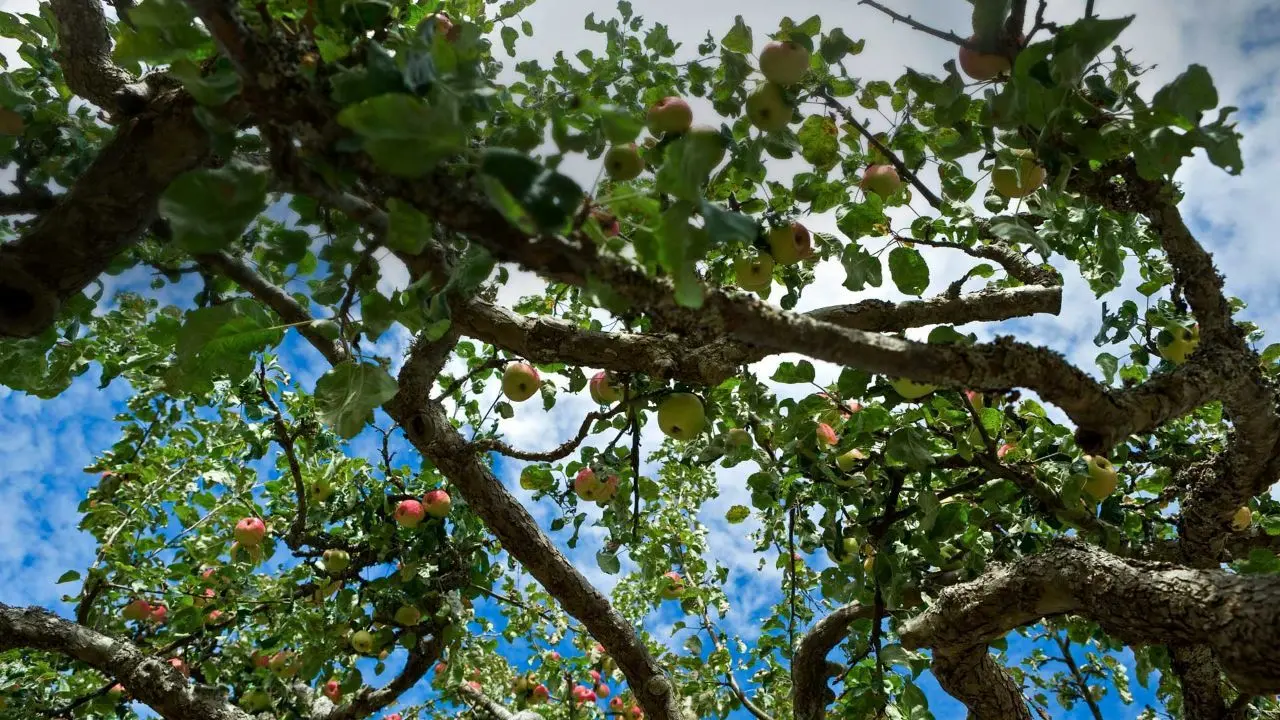 عکس روز بینگ، باغ سیب