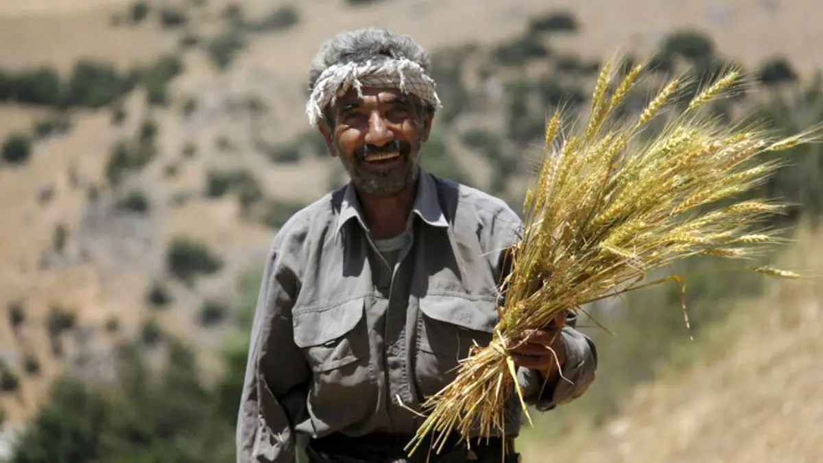 تاثیر منفی خشکسالی بر تولید گندم در استان مرکزی