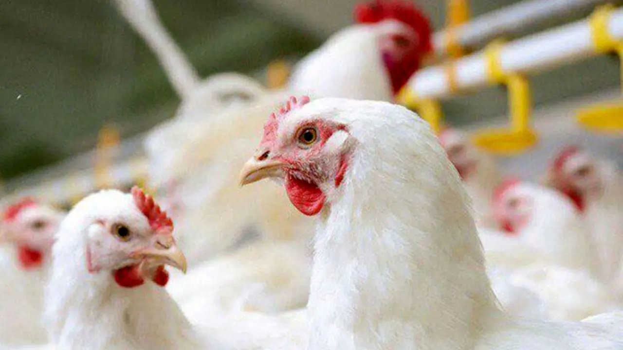 ادامه روند فعلی تولید مرغ را با خطر مواجه می‌کند
