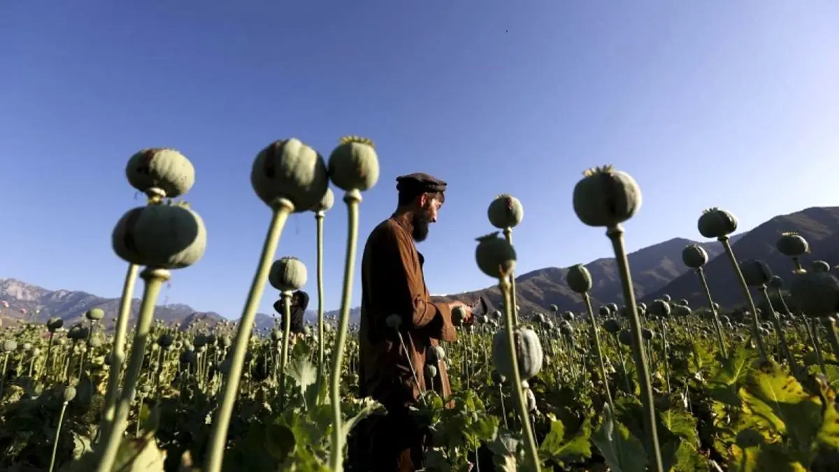 درآمد میلیاردی طالبان از کجاست؟