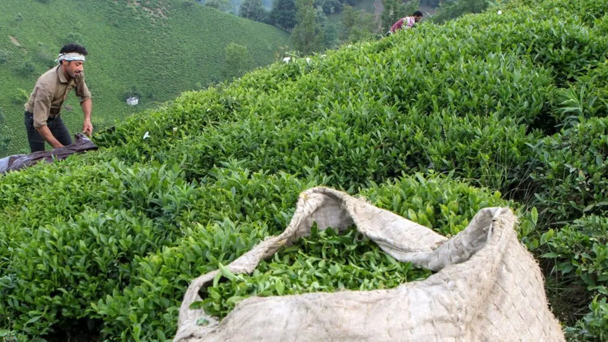 خرید 93 هزار تن برگ سبز چای از چایکاران