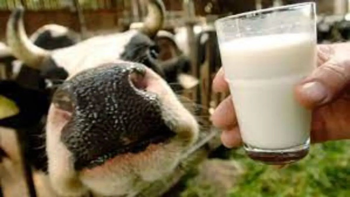 میزان تولید شیر گاو 10 درصد افزایش یافت
