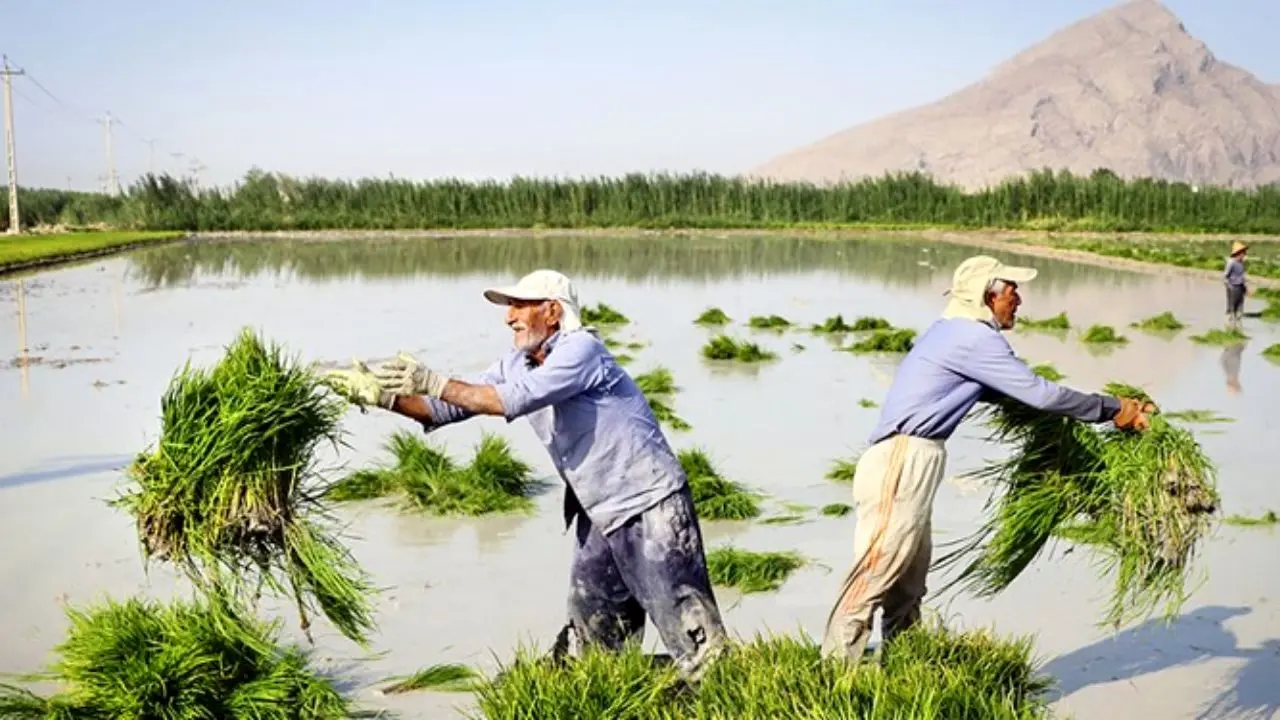 کشت 200 هزار هکتار برنج در خوزستان بدون توجه به هشدار ستاد بحران