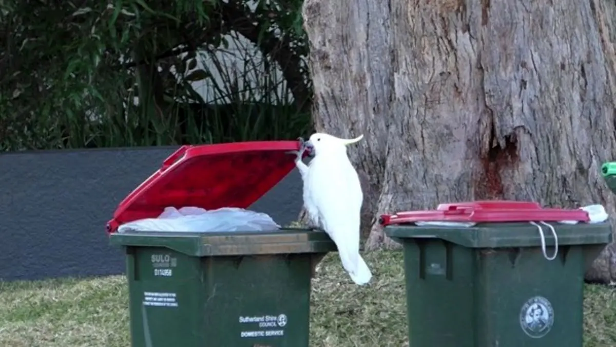 دور دنیا| طوطی‌ها در استرالیا زباله‌گردی می‌کنند! + ویدئو