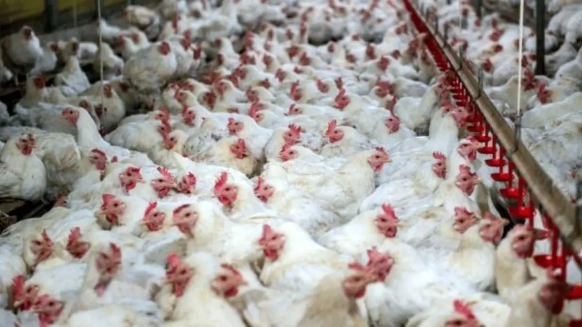 کامیون‌داران برای مرغدار هزینه اضافی می‌تراشند/ قیمت مرغ رو به افزایش