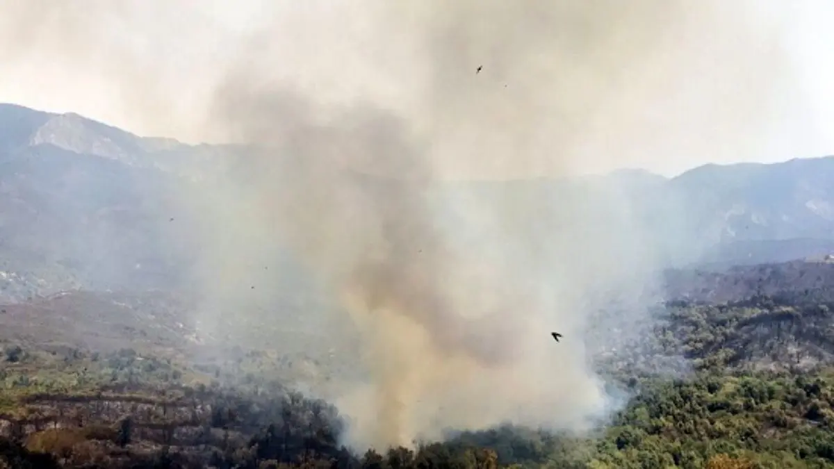 دور دنیا| الجزایری‌ها عامل آتش‌سوزی جنگل را آتش زدند!