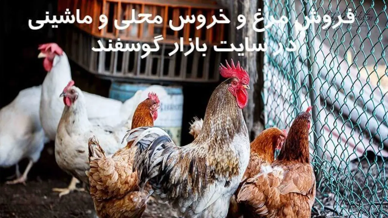از این پس، اینترنتی مرغ و خروس محلی در تهران بخرید! 