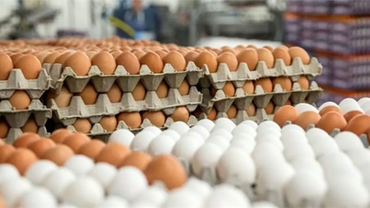 تخم مرغ گران نیست، قیمت‌ها واقعی شده است/ تامین ارز برای تامین نهاده‌های دامی با کندی انجام می‌شود