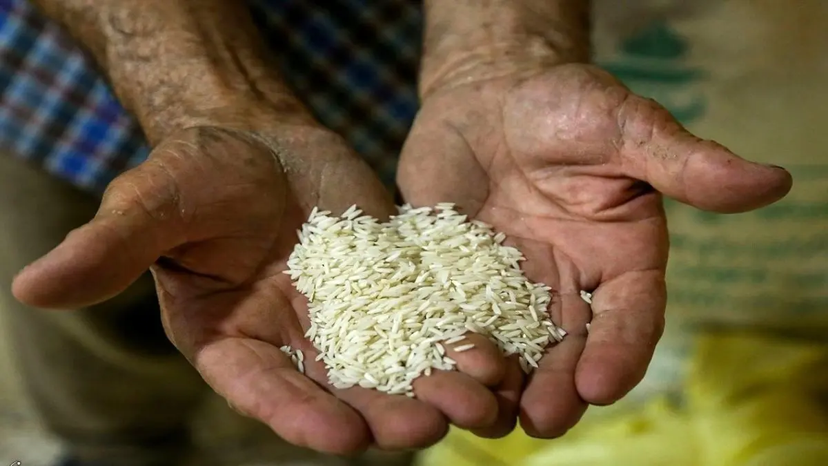 برنج باز هم گران شد