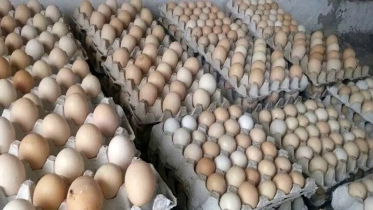 افزایش 10 درصدی جوجه ریزی در تابستان/ واردات 95 میلیون عدد تخم مرغ نطفه‌دار