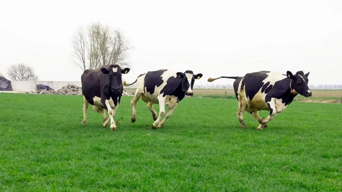 دور دنیا| در آلمان گاوها به دستشویی می‌روند