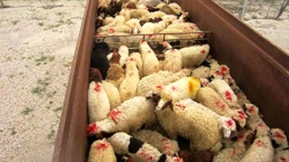 درگیری مرزبانان با قاچاقچیان مسلح احشام/شهادت مامور ناجا