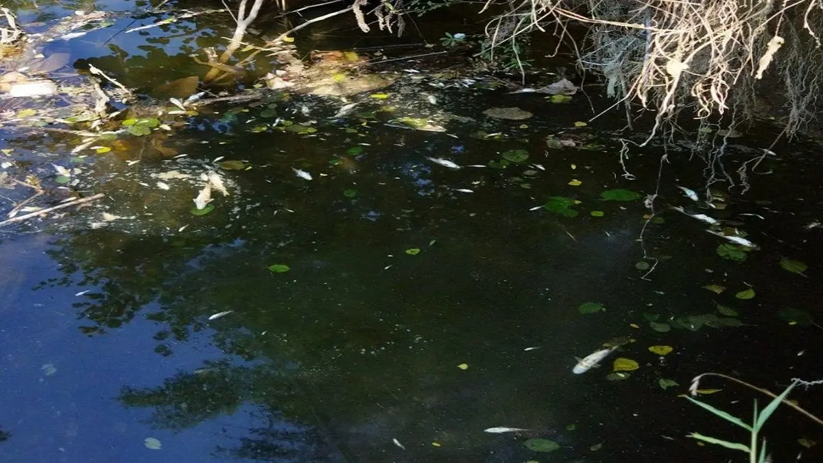 صد‌ها قطعه ماهی از گونه‌های مختلف در رودخانه پشتمسار این شهرستان در 2 روز گذشته تلف شدند