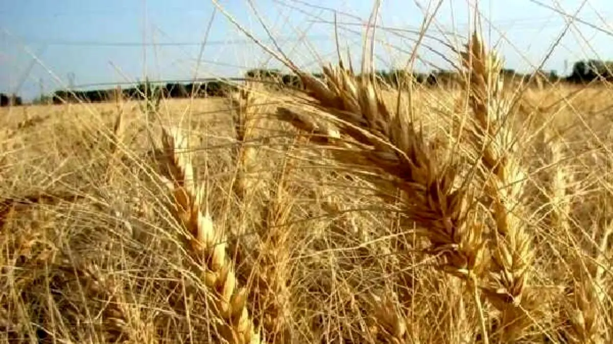 تولید گندم 30 درصد کاهش یافت/ میزان خرید به 5 میلیون تن رسید/ دولت نقدینگی کشاورزان را تامین کند