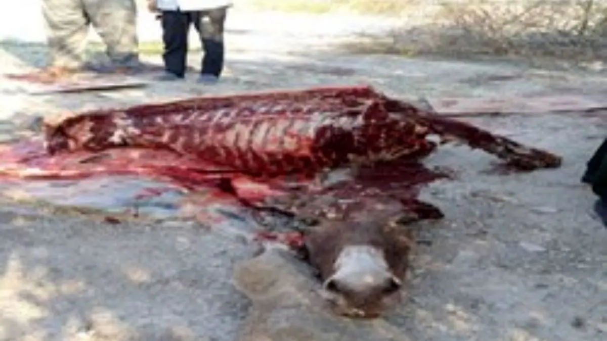 کشف گوشت الاغ و لاشه اسب از یک دامداری در جنوب تهران/عاملان ذبح و توزیع دستگیر شدند
