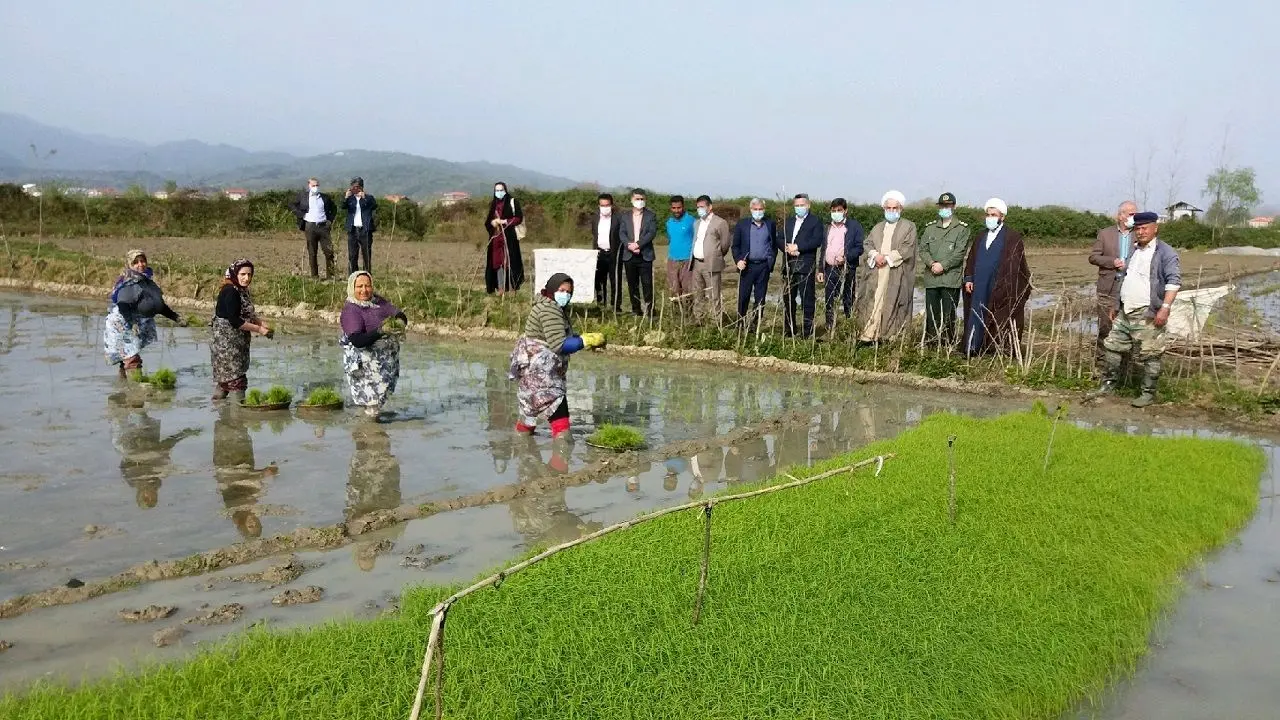 علت افزایش قیمت برنج چیست؟/ نماینده مجلس: هزینه‌های تمام‌شده یک شالیکار سرسام‌آور است