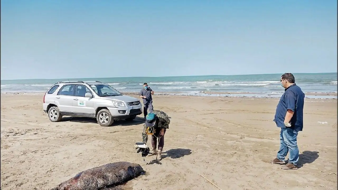 مرگ بی‌صدای فوک‌ها در سواحل دریای خزر / کشف 14 لاشه در 10 روز