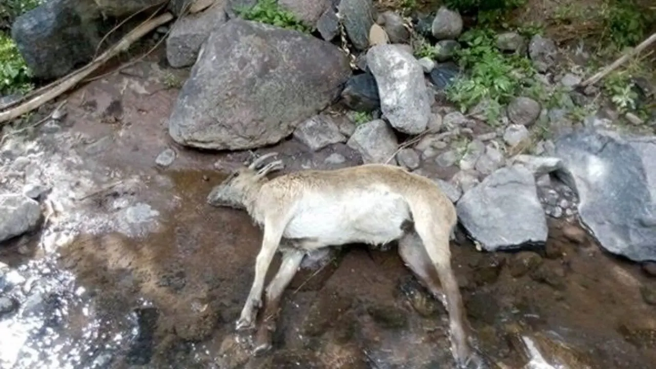 بیماری طاعون نشخوار کنندگان کوچک قابل انتقال به انسان نیست/ تماس مستقیم بین دام‌های بیمار با دام‌های سالم مهمترین راه انتقال بیماری است/میزان تلفات در بزها تا 50 درصد و در گوسفند حدود 10 درصد است/واکسیناسیون کلیه دام‌های حساس موثرترین روش کنترل بیماری است