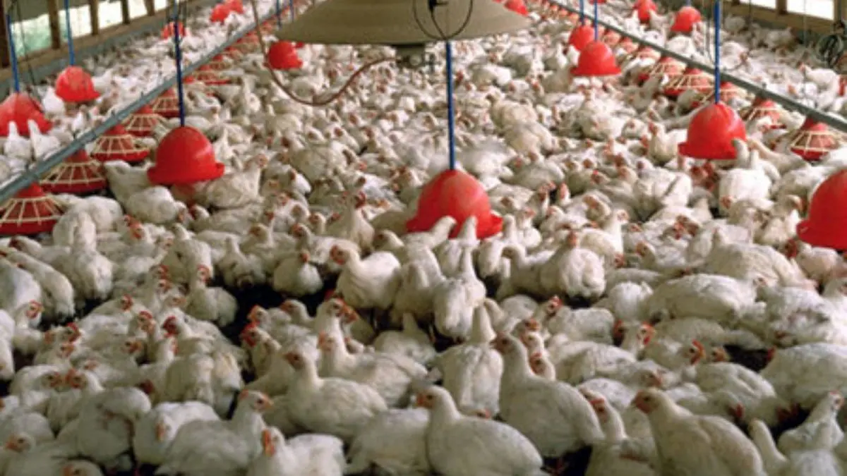 قیمت مرغ هم براساس هزینه های تولید اصلاح شود/ کمبود 10 تا 15 میلیونی جوجه یکروزه