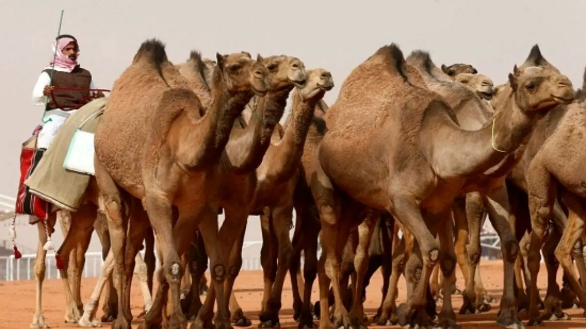 دور دنیا| شترها هم در عربستان جراحی زیبایی انجام می‌دهند