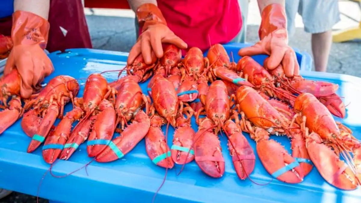 ادعای رسانه چینی درخصوص وجود ویروس کرونا در محموله خرچنگ وارداتی از آمریکا