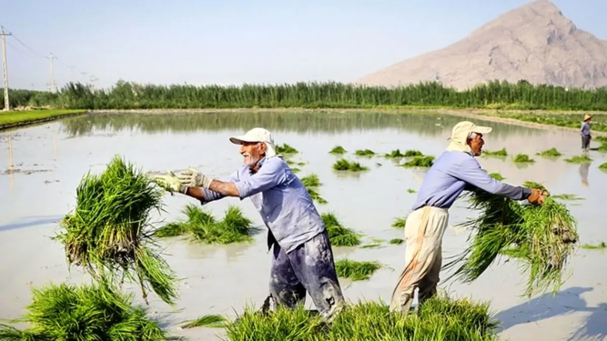 برنج ایرانی حداکثر 40 هزار تومان از کشاورز خریداری می‌شود/ در خوزستانِ بی‌آب حدود 67 هکتار برنج‌کاری داریم