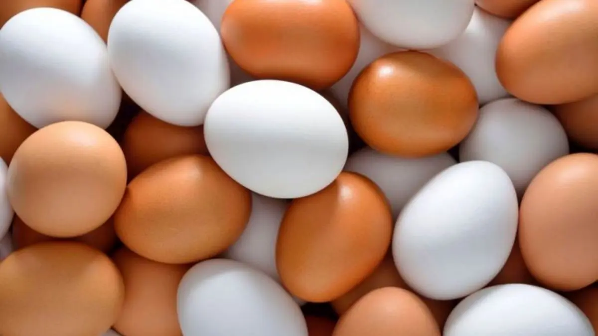 هر شانه تخم مرغ 55 تا 65 هزارتومان