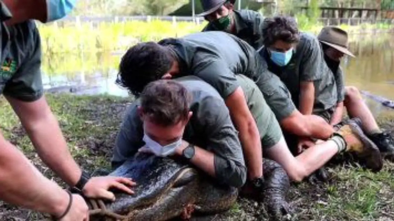 دور دنیا| جدال تمساح نافرمان و 12 کارمند باغ‌وحش + ویدئو