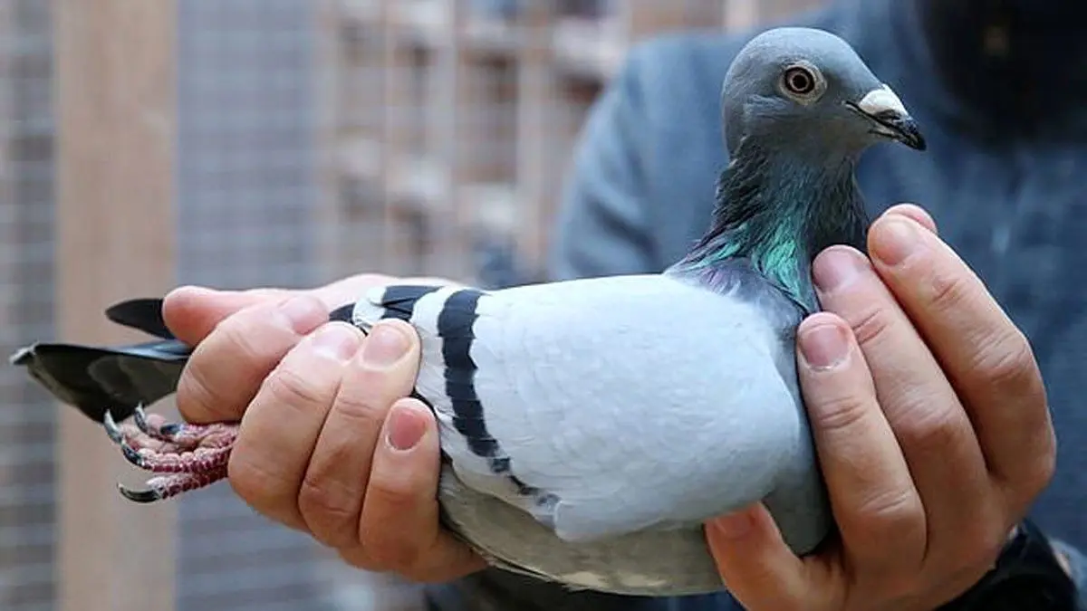 ویدئو| آزاد شدن کبوتر گرفتار در سیم برق توسط مامور اداره برق