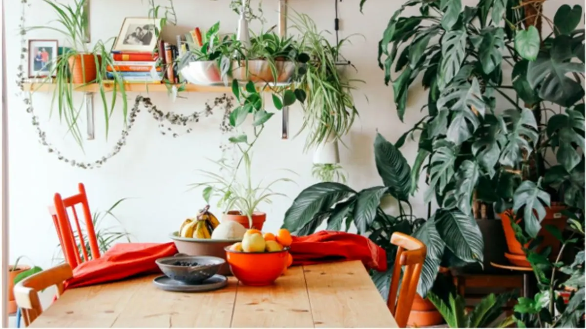 کدام گل های آپارتمانی کم نور اند؟