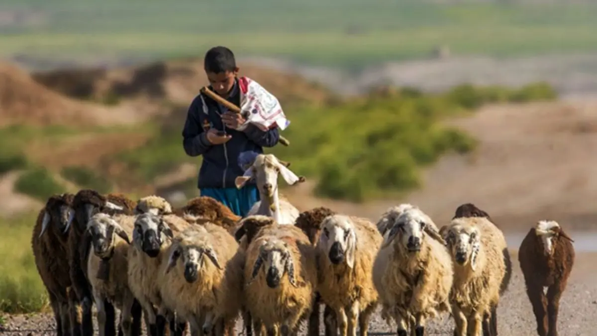 کشورهای عربی برای خرید دام به ارمنستان زیاد سفر می‌کنند /  به همین دلیل تمایل دارند با کسانی وارد معامله بشوند که به زبان آنها تسلط دارند