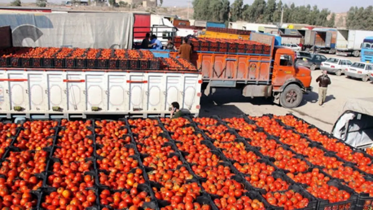 نوسان 230 درصدی قیمت گوجه فرنگی