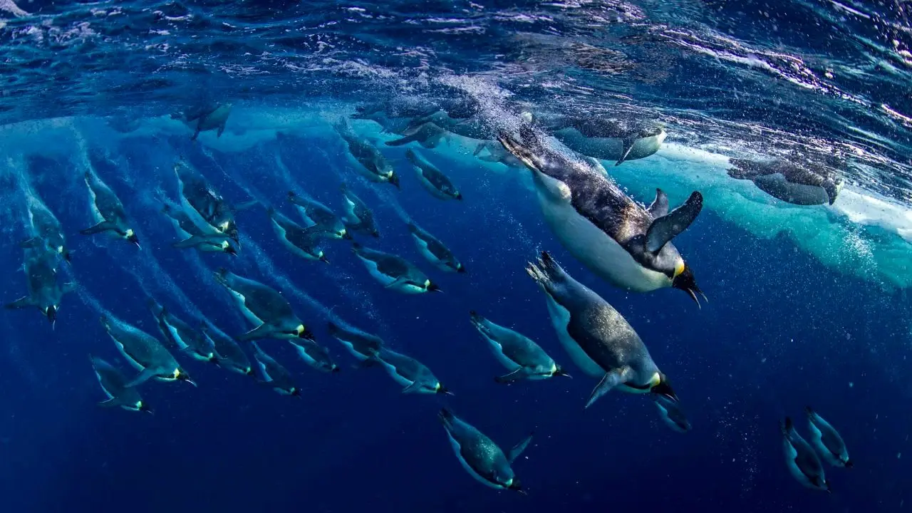 عکس روز بینگ، شنای پنگوئن‌ها