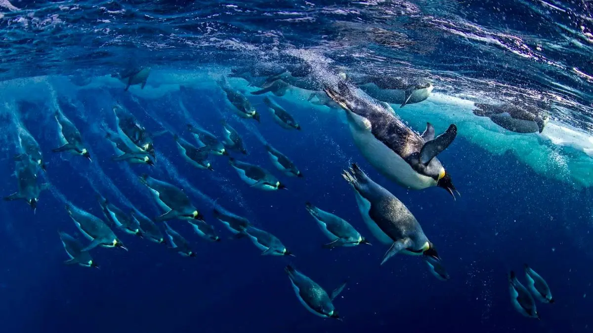 عکس روز بینگ، شنای پنگوئن‌ها